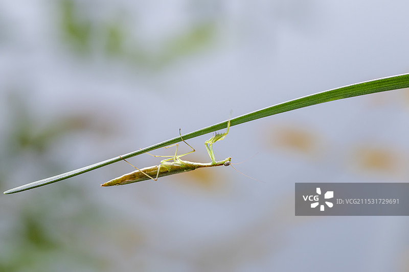 草尖上悬挂的螳螂图片素材