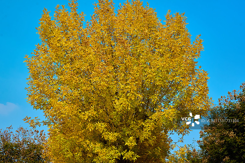 海绵宝宝抓水母图片素材