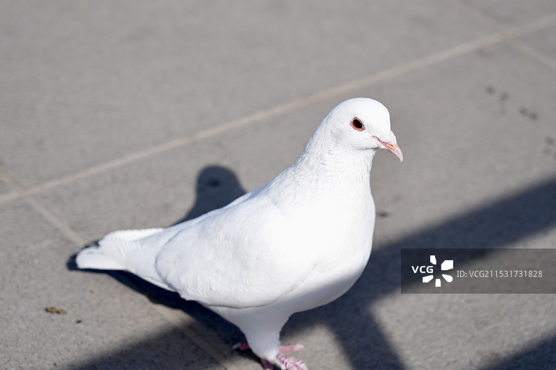 鸽子图片素材