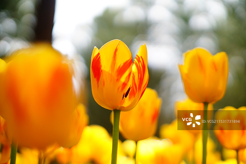 凤凰般的郁金香图片素材