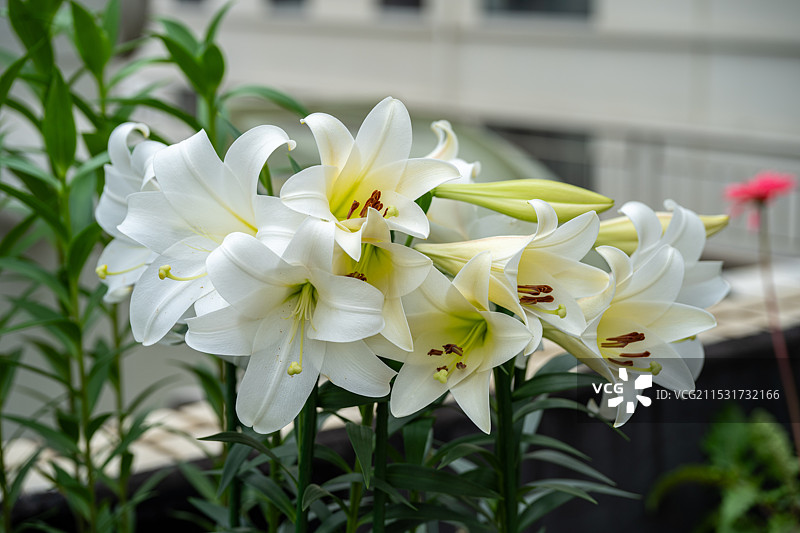 百合花图片素材