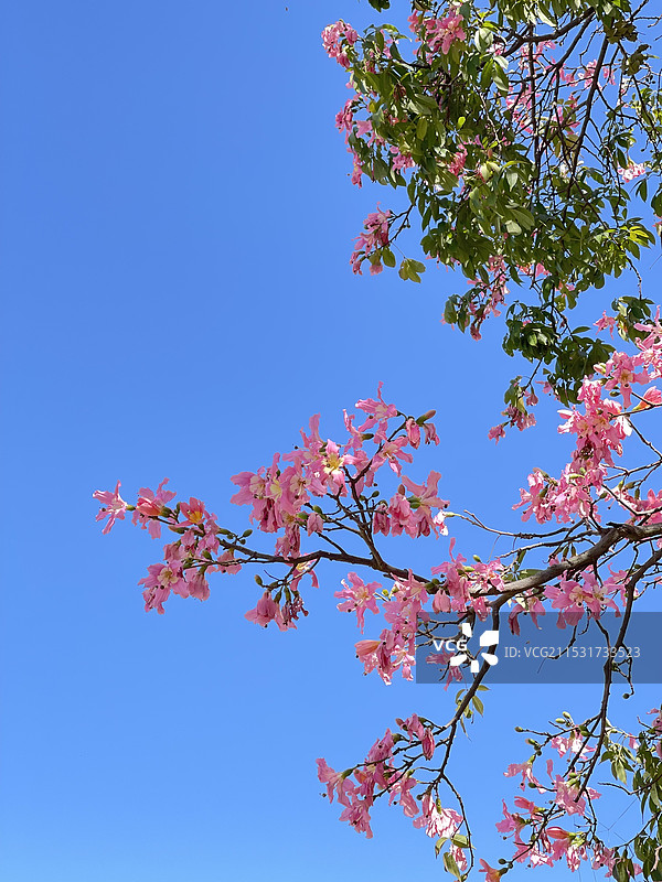 美丽异木棉图片素材