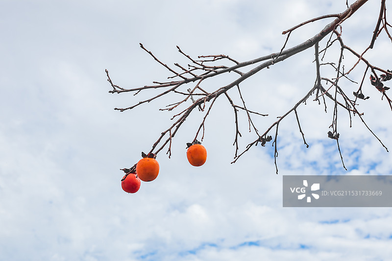成熟的柿子蓝天白云背景特写图片素材