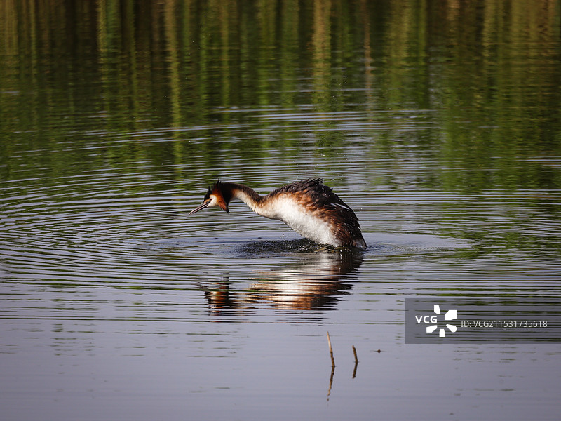 南海湿地图片素材