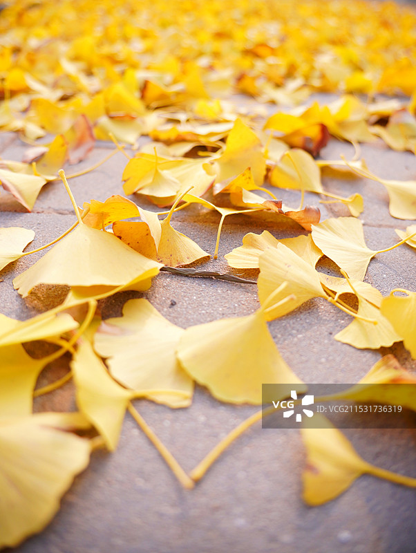 秋天落叶的特写镜头图片素材
