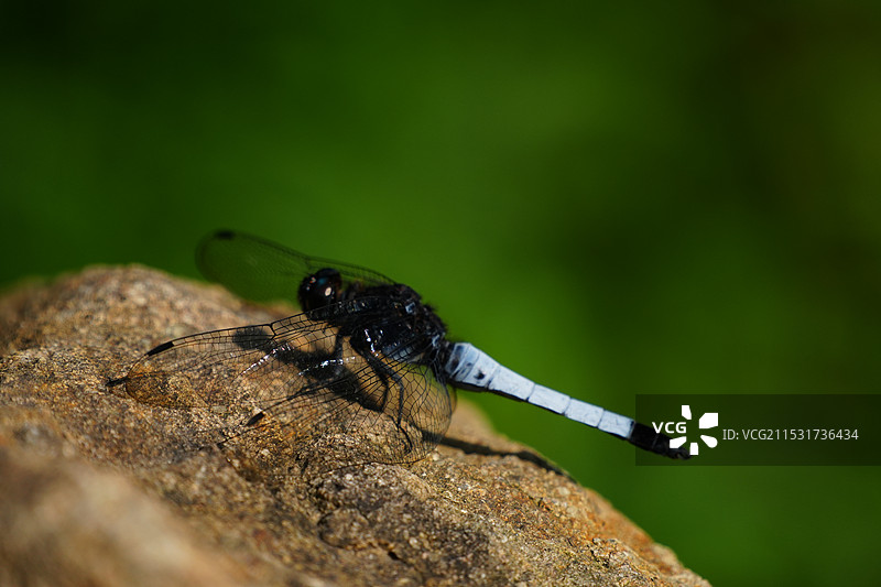 蜻蜓站在石头上图片素材