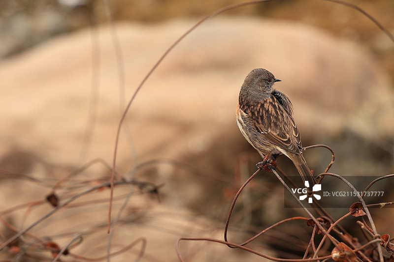 川西野生动物图片素材