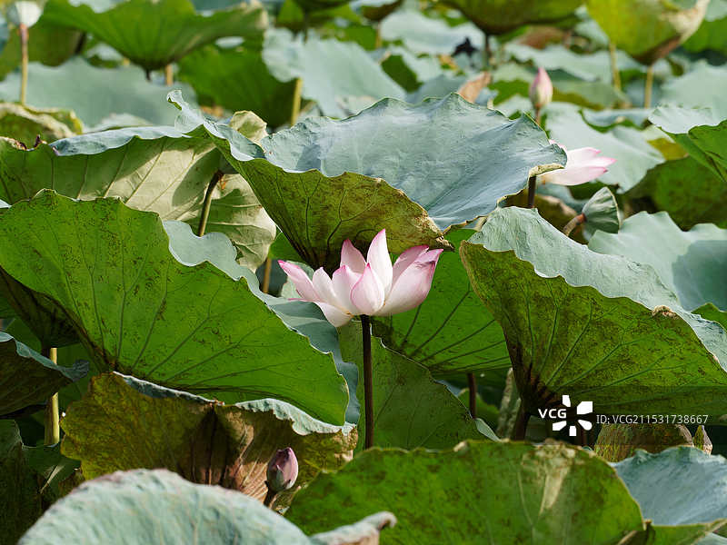荷花，莲花图片素材