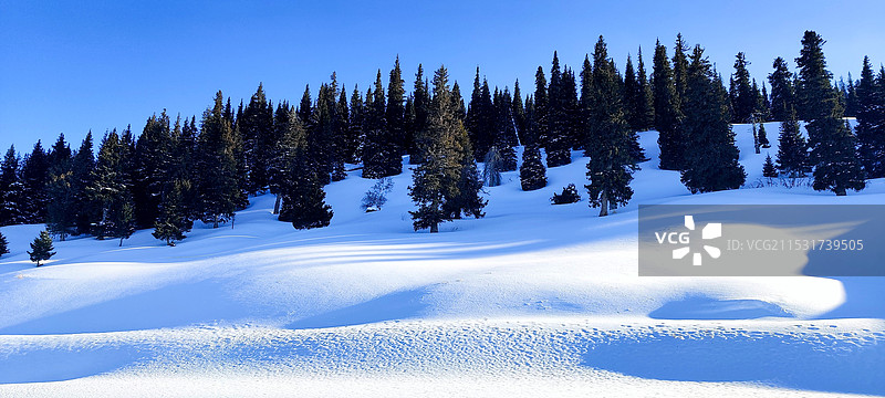 雪地上的树木图片素材