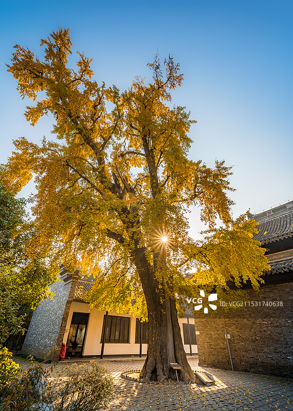 银杏 叶子黄了图片素材