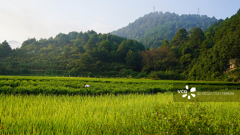 稻田风光图片素材