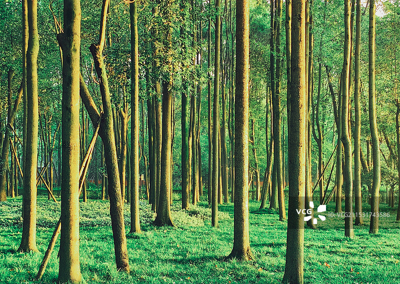 晨中迷林图片素材