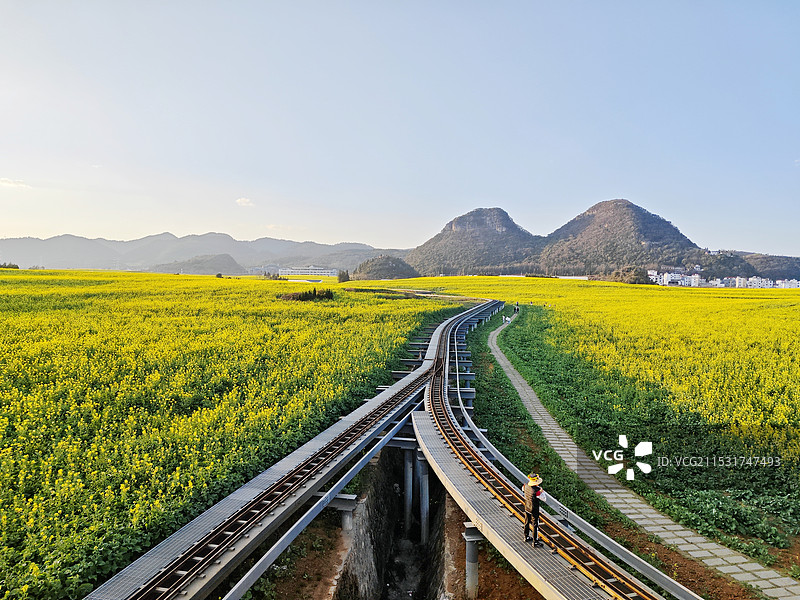 油菜花海图片素材