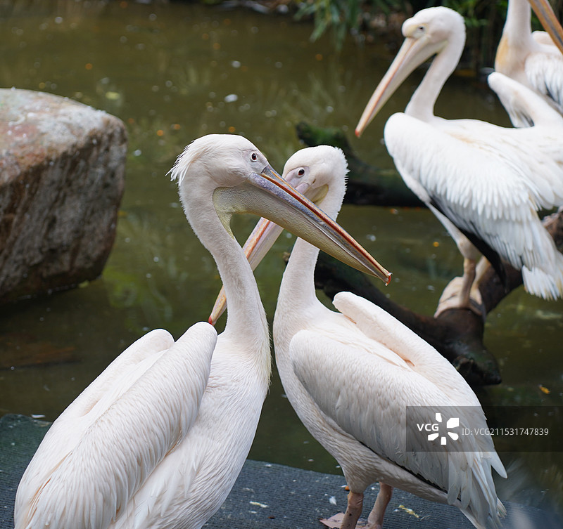 白鹈鹕图片素材
