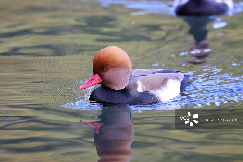 赤嘴潜鸭图片素材
