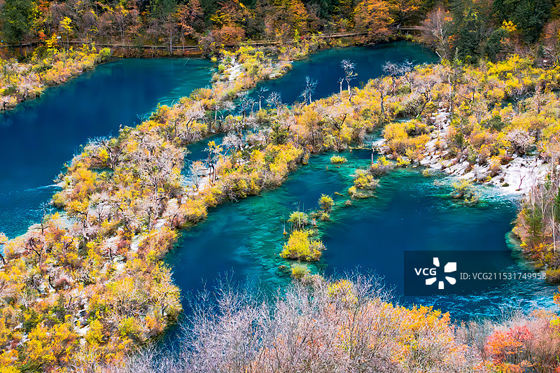 九寨沟树阵群海图片素材