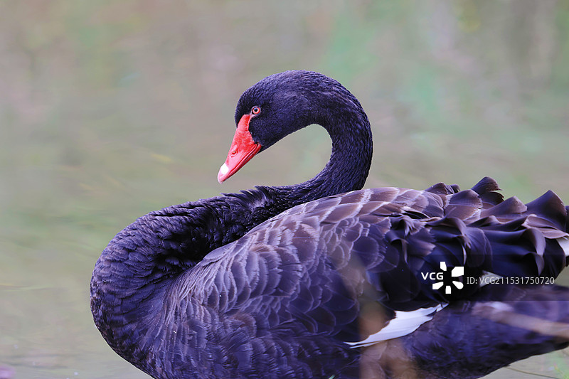 黑天鹅的高冷瞬间图片素材
