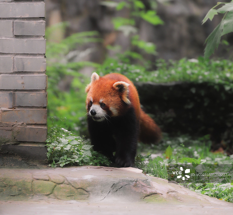 小熊猫图片素材