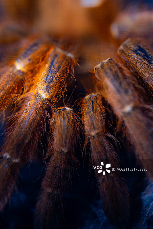 致命的优雅图片素材