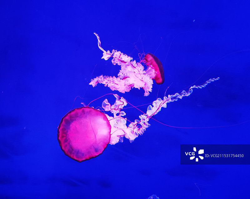 水之精灵图片素材