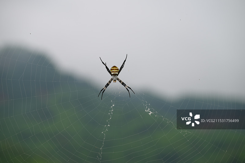 蜘蛛 悦目金蛛 Argiope图片素材