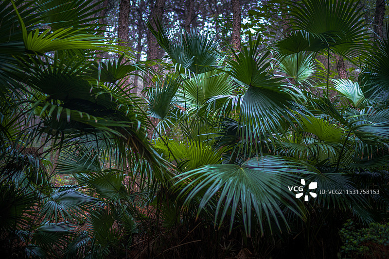 棕榈树叶图片素材