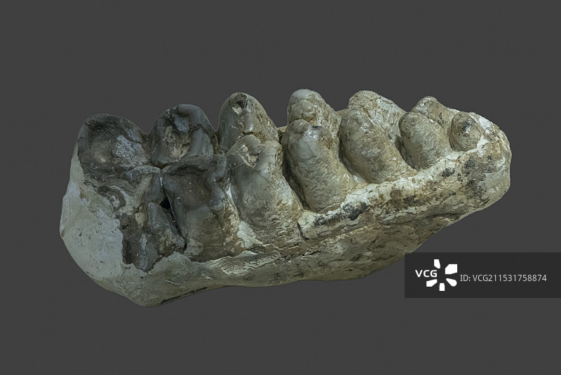 安徽省地质博物馆生命演化厅：乳齿象牙（甘肃产）图片素材