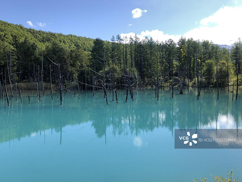 日本北海道上川郡美瑛町清池景色，又称“白金青池”‘’美瑛白金青池”图片素材