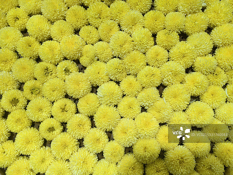 婺源皇菊图片素材