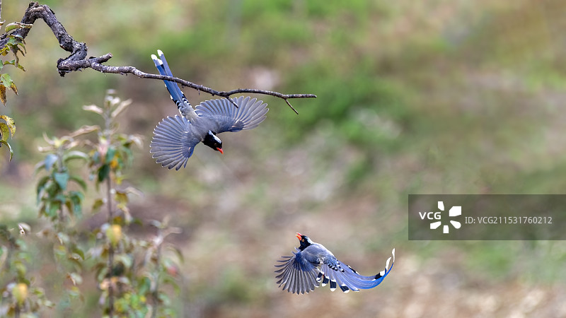 共舞，红嘴蓝鹊图片素材