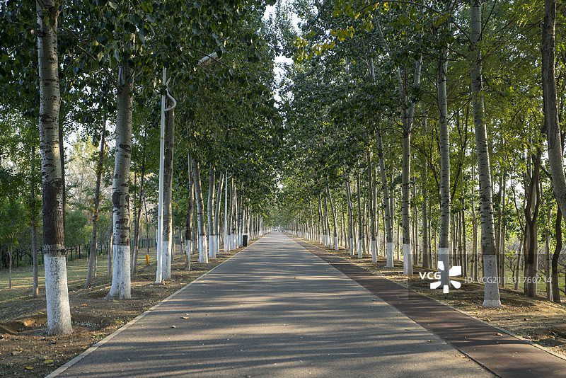 公园林荫大道图片素材