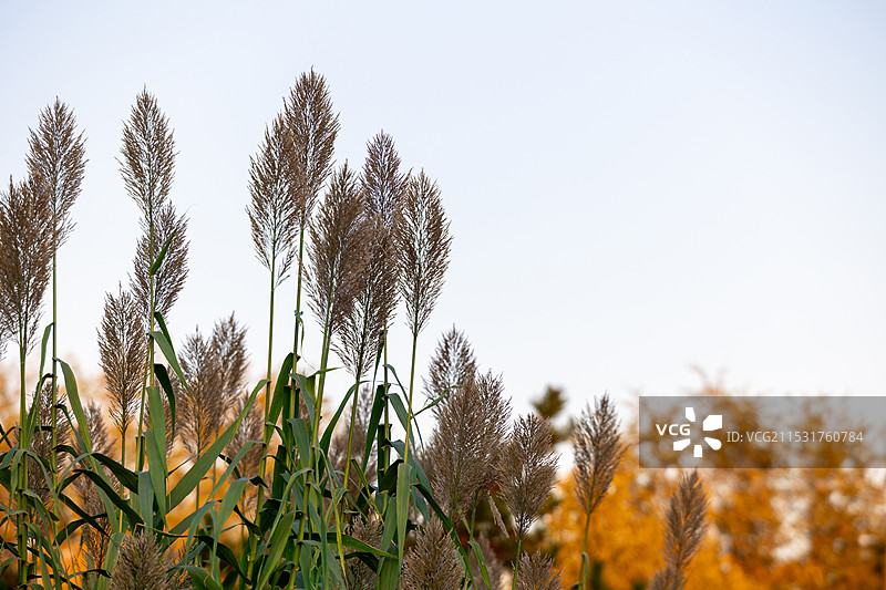蓝天下的芦苇图片素材