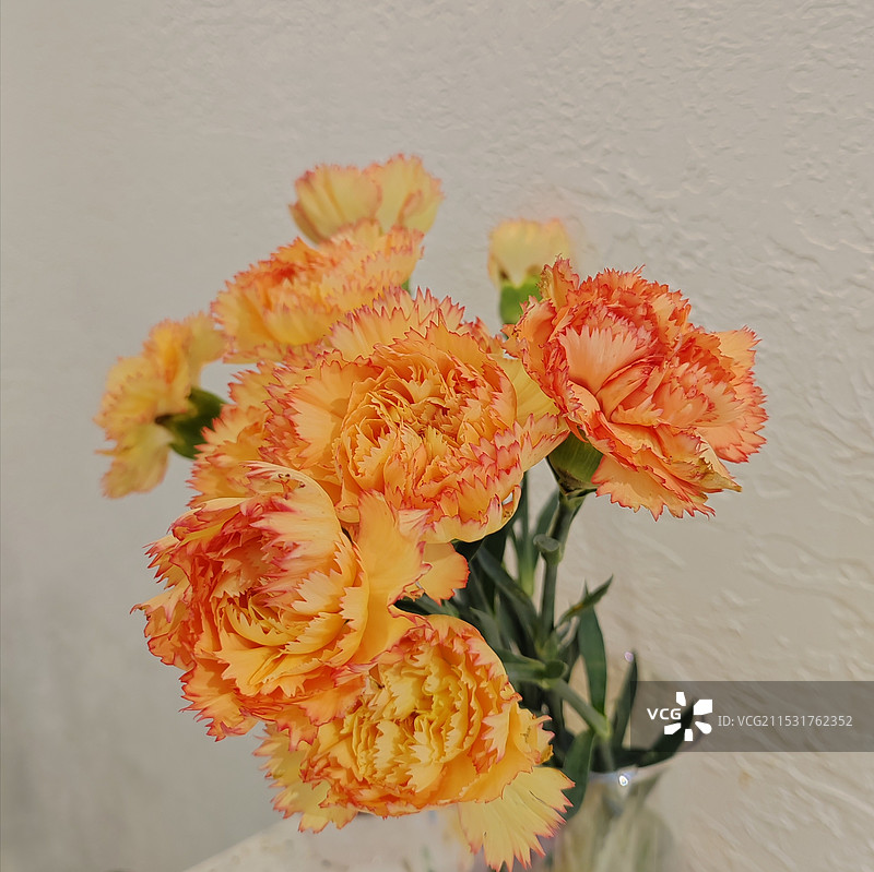 康乃馨小花束图片素材