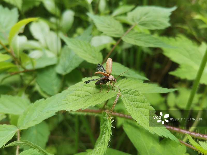 欢迎来到“昆虫”的世界图片素材