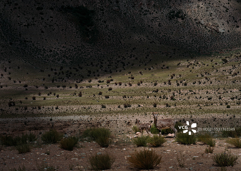 岩羊的伪装色图片素材
