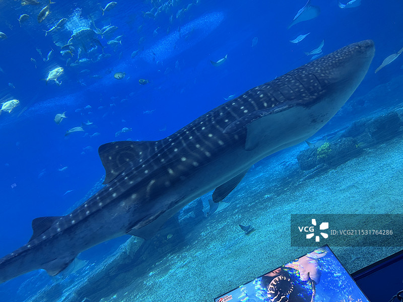 海洋世界图片素材