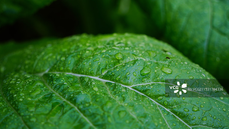 雨中松阳村的菜园图片素材