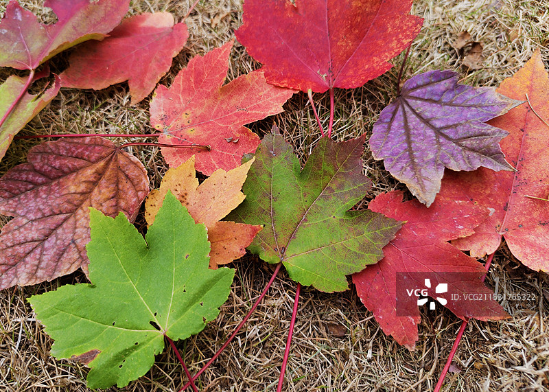 枫叶  掉落在地上的多色枫叶图片素材