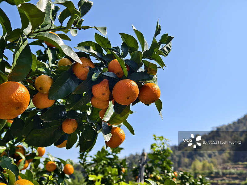 秸子丰收图片素材