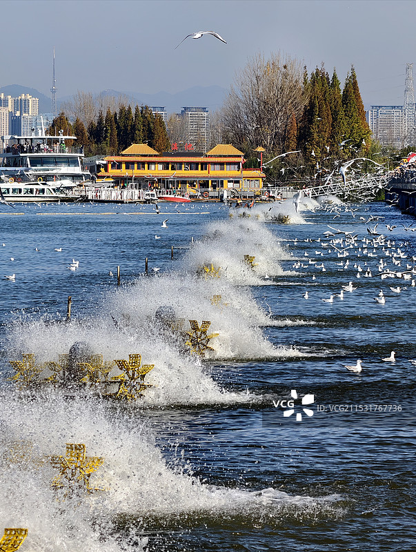 滇池海埂大坝海鸥海鸥图片素材
