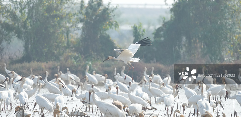 2024江西鄱阳湖候鸟——荷塘白鹤群觅食飞翔图片素材