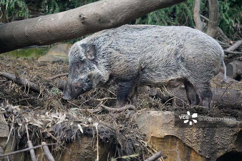 南京红山动物园野猪图片素材