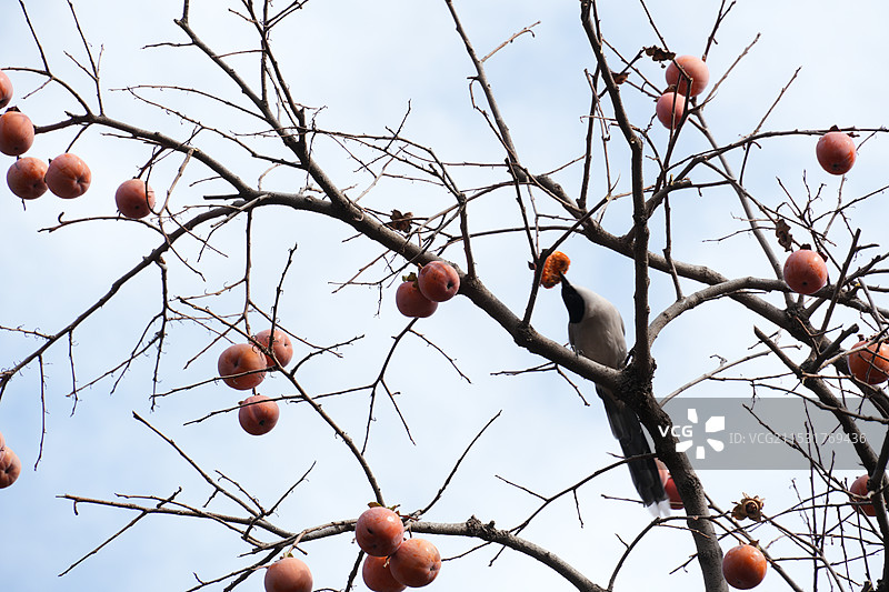 正在枝头啄柿子的小鸟图片素材