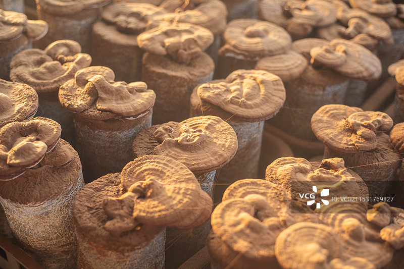 大棚灵芝生长喷粉孢子粉图片素材