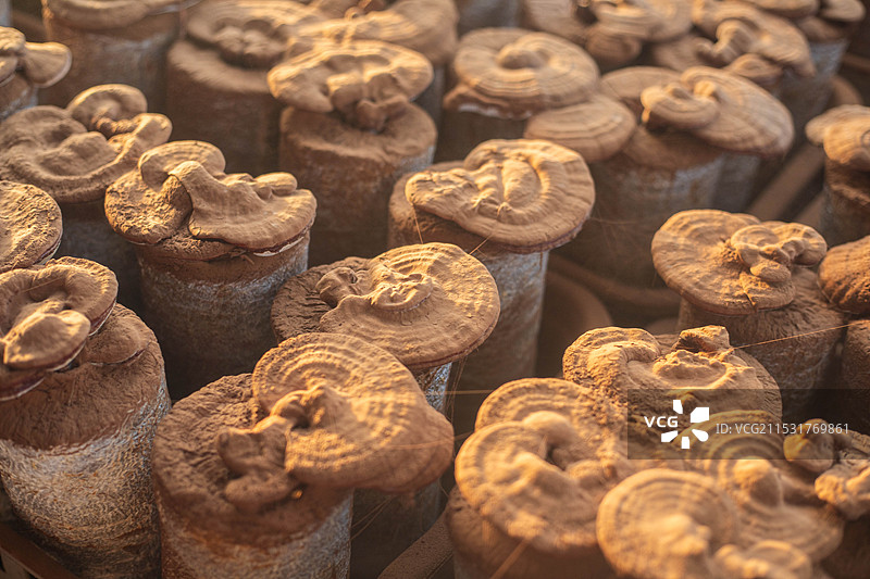 大棚灵芝生长喷粉孢子粉图片素材