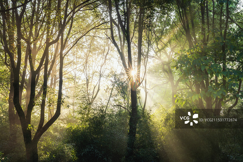 迷雾森林--南京钟山风景名胜区明孝陵秋色图片素材