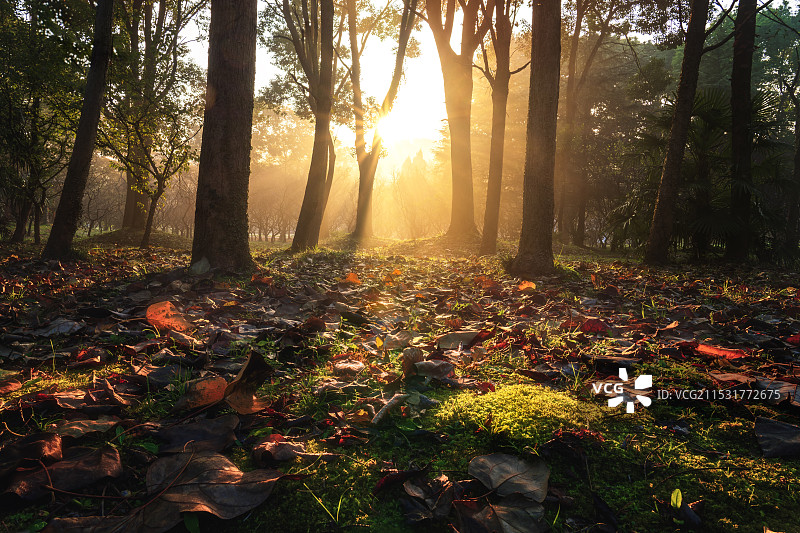 迷雾森林--南京钟山风景名胜区明孝陵秋色图片素材
