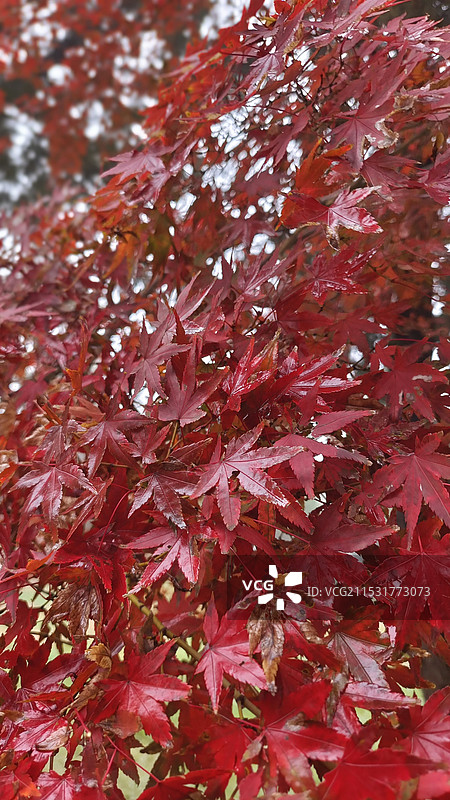秋天雨后红色的枫叶图片素材