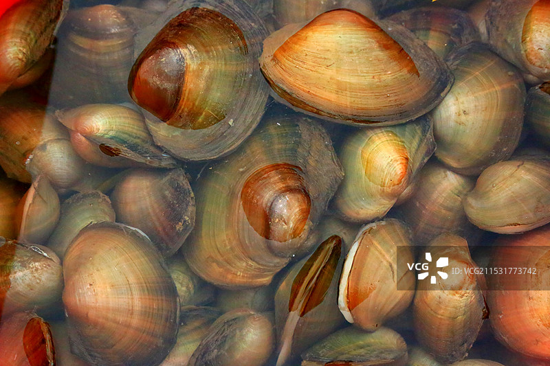 白洋淀特产。图片素材