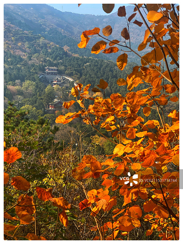 香山黄栌图片素材